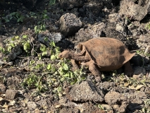 Galapagos, Puerto Ayora