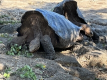 Galapagos, Puerto Ayora