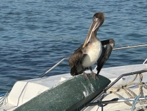 Galapagos, Puerto Ayora