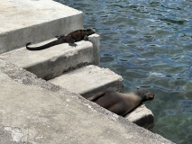 Galapagos, Floreana