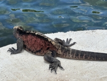 Galapagos, Floreana