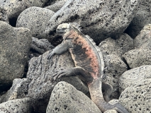 Galapagos, Floreana