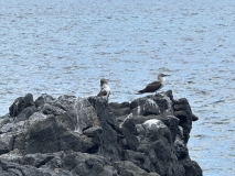 Galapagos, Floreana