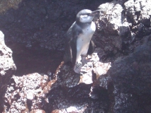 a penguin in the Galapagos